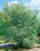 Rhamnus frangula 'Asplenifolia', Faulbaum, schmalblättrig, Produktbild-Vorschau 4