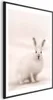 Posterpapier Poster - Fearful Look 40x60 cm Tiere Produktbild-Vorschau 1