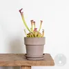 Bloomique - Sarracenia Juthatip Soper - Plante Trompette - Voir les images du produit 2