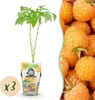 GreenboutiQ - Obstpflanzen - Himbeere - Rubus idaeus Produktbild-Vorschau 2
