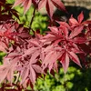 Acer Palmatum Taylor, ca. 50 cm hoch, Topf 19 cm, Produktbild-Vorschau 4