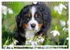 Berner Sennenhunde - Freunde für ein ganzes Leben Produktbild-Vorschau 5