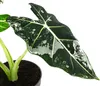 Dehner Pfeilblatt, Alocasia micholitziana 'Frydek' Produktbild-Vorschau 3