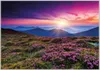 Wallario Wandbild Blumenbedeckte Wiese bei Sonnenuntergang, Produktbild-Vorschau 1