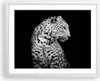 Gerahmtes Poster - Weißer Rahmen - Leopard Panther Katze - Produktbild-Vorschau 1