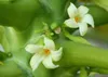 SAFLAX  - Papayer - 30 graines - Carica Voir les images du produit 4