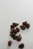 10x Vitis vinifera riesen rote Trauben Obst Pflanzen - Produktbild-Vorschau 2