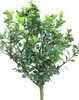 Ilex Heckenstar standardní 80 - 100 cm Ilex Meserveae Náhled obrázku produktu 1