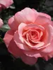 Beetrose Botticelli ® - Rosa Botticelli ® - Meilland Rose - Produktbild-Vorschau 3