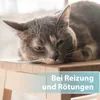 Felisept Hautpflegespray für Katzen 250ml Produktbild-Vorschau 2