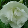 2 x  Gartenjasmin  - Philadelphus 'Manteau D'Hermine'  | Náhľad obrázku produktu 2