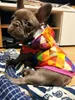 nted Dog Nepromokavá softshellová bunda pro psa - Rain Náhled obrázku produktu 4