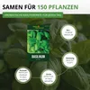 Basilikum Genoveser Samen - Ocimum basilicum - Produktbild-Vorschau 3