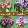12er Set Pflanzkörbe für Blumenzwiebeln Pflanzschalen Produktbild-Vorschau 4
