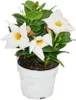 Dipladenia - Gelsomino del Cile - vaso da 10 cm - set di 3 Anteprima dell’immagine prodotto 1