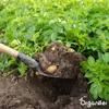 Sadbové brambory Bintje A 28/35 (5 kg) - Organifer Náhled obrázku produktu 9