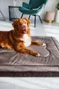 Lit orthopédique pour chien, matelas pour chien, Welsti Voir les images du produit 4