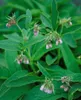 Symphytum officinale, Beinwell, ca. 11x11 cm Topf, robust Produktbild-Vorschau 7