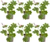Bloomique - Lot de 6 - Géranium macrorrhizum ‘Spessart’ - Voir les images du produit 1