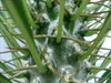 Pachypodium lameri - Véritable palmier de Madagascar - pot Voir les images du produit 1