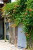 Campsis radicans 'Grandiflora', Trompetenblume, orange, Produktbild-Vorschau 9