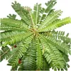 zestaw 2 Biophytum sensitivum - palma South Sea - gliniana Podgląd zdjęcia produktu 2