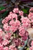 Sedum spectabile 'Purple Emperor', Fetthenne, purpurrot, Produktbild-Vorschau 2