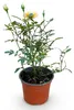 Green boutiQ - Gartenrose - Rosa Tricolor Fairy - Rose - Produktbild-Vorschau 2