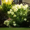 Rispenhortensie - Hydrangea panniculata Limelight - Blüte Produktbild-Vorschau 4