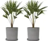 Chinesische Hanfpalme - 2 Stk - Trachycarpus Fortunei - Produktbild-Vorschau 7