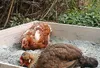 Two chickens are resting in a wooden box filled with sand or dust. Produktbild-Vorschau