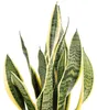 Bogenhanf - pflegeleichte Zimmerpflanze, Sansevieria Produktbild-Vorschau 5