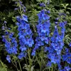 6 x Pacific Rittersporn  - Delphinium 'Blue Bird'  | Náhľad obrázku produktu 1