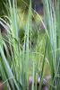 Panicum virgatum 'Northwind', Rutenhirse, aufrecht, 3-5 Produktbild-Vorschau 9