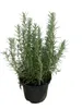 A potted rosemary plant on a white background. Náhľad obrázku produktu