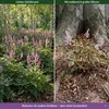 Stauden Gänge 3 x Astilbe chinensis pumila im 0,5 Liter Produktbild-Vorschau 3