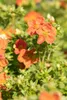 Potentilla 'Red Ace', Fingerstrauch, leuchtend rot, ca. 9x9 Produktbild-Vorschau 6