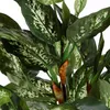 Dieffenbachia pvc avec pot gris Voir les images du produit 6