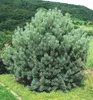 Waldkiefer ´WATERERI´ 30-40 cm, Cont. 2 l Produktbild-Vorschau 1