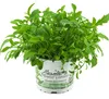Enseleits Rucola Pflanze, Salatrauke,Diplotaxis tenuifolia, Produktbild-Vorschau 1