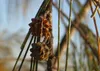 SAFLAX - Austrálska morská borovica - Casuarina Náhľad obrázku produktu 4