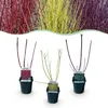 Green boutiQ - Heesters - Cornus alba Tricolour - Mix van Voir les images du produit 1
