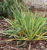 Palmlilie ´BRIGHT EDGE´ 30-40 cm, Cont. 2,5 l Produktbild-Vorschau 9