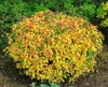 Japanische Spiere Goldflame 10-15 cm, im Topf - Spiraea Produktbild-Vorschau 9