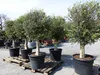 ANGEBOT: winterharter XL Olivenbaum  45 Jahre, dicke Produktbild-Vorschau 3