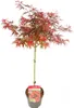 Bloomique - Acer palmatum Shaina - Fächerahorn auf Stamm - Produktbild-Vorschau 1