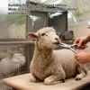 2 paires de pinces coupantes pour dents de porcelets, en Voir les images du produit 5