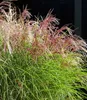 BALDUR Garten 1x Miscanthus Red Cloud®, Pflanze im 12 Produktbild-Vorschau 2