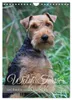Welsh Terrier - viel Hund in kleiner Verpackung Produktbild-Vorschau 1