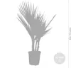 Bloomique - Lot de 2 - Washingtonia Robusta - Palmier Voir les images du produit 4